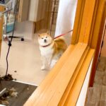 ペットホテルに3時間預けた犬をお迎えにいった結果…気付いた瞬間の『まさかの行動』が90万再生「フリーズ可愛すぎ」「たった3時間で…尊い」(ブログ)
