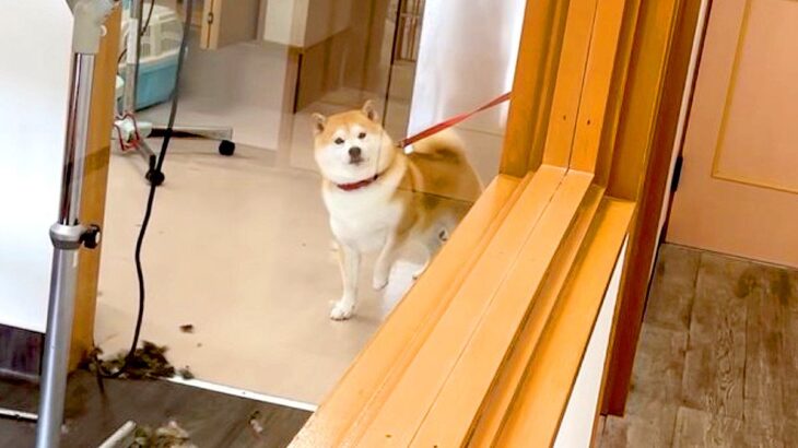 ペットホテルに3時間預けた犬をお迎えにいった結果…気付いた瞬間の『まさかの行動』が90万再生「フリーズ可愛すぎ」「たった3時間で…尊い」(ブログ)