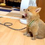 赤ちゃん犬を初めてリードにつないだ結果…『うごけないよ！』と訴える姿とまさかの結末が131万再生「たまらん可愛さ」「なんという破壊力」(ブログ)