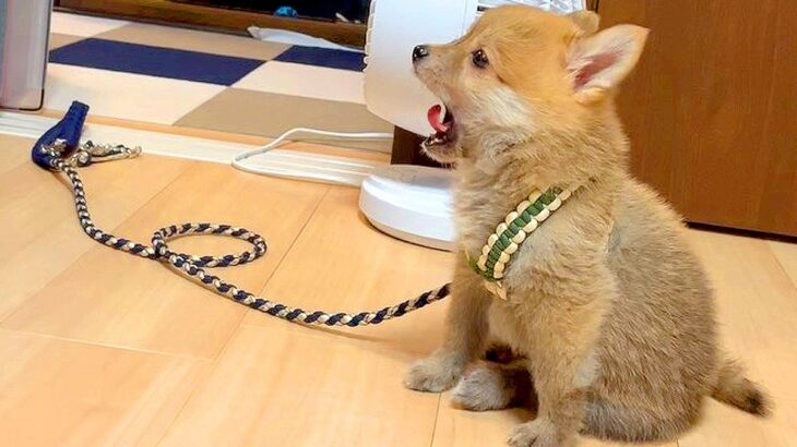 赤ちゃん犬を初めてリードにつないだ結果…『うごけないよ！』と訴える姿とまさかの結末が131万再生「たまらん可愛さ」「なんという破壊力」(ブログ)