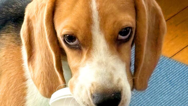 犬がイタズラを発見されたら、毎回する表情…完璧すぎる『犯人顔』に4万9000いいね「自首してて偉いｗ」「悪い顔選手権で草」と爆笑(ブログ)