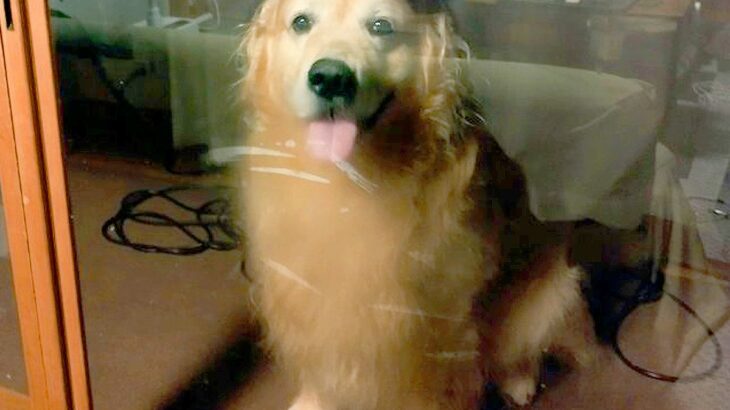 大型犬にバレないようにアイスを食べていたはずが…完全に想定外だった『まさかの光景』に2万3000いいね「圧力ｗ」「期待の眼差しで草」と爆笑(ブログ)