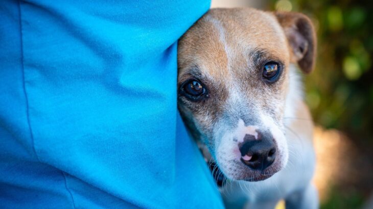 犬がしている『寂しいサイン』に気付いてあげて！飼い主に伝えている５つの仕草や行動とは？(ブログ)