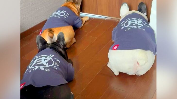 家に業者さんがやってきたので、犬たちを寝室で待機させていたら…まさかの『抗議する光景』が話題に「解せないｗ」「可愛すぎる」と7万再生(ブログ)
