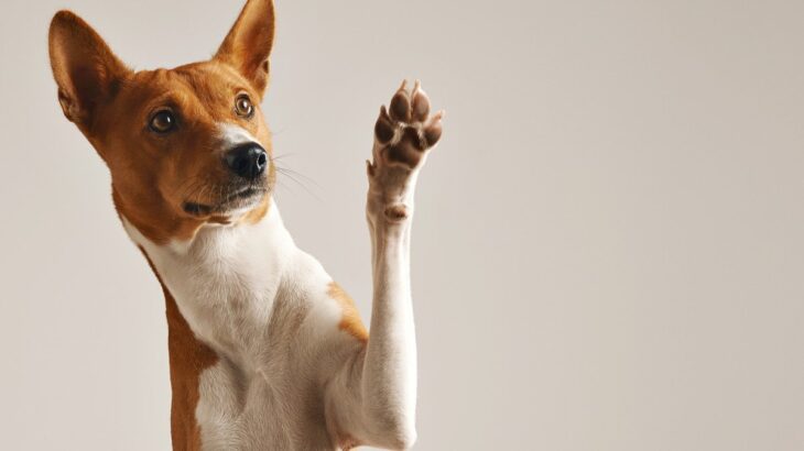 犬が足が痛い事を伝えようとしている時の仕草や行動4つ　直ちに病院へ連れて行くべき症状や対処法とは？(ブログ)