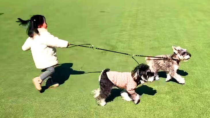 1歳の女の子が犬の散歩に挑戦した結果…完全に逆になってしまう光景が7万再生「お散歩されてる感がたまらん」「なんだ、ただの天使か」と悶絶(ブログ)