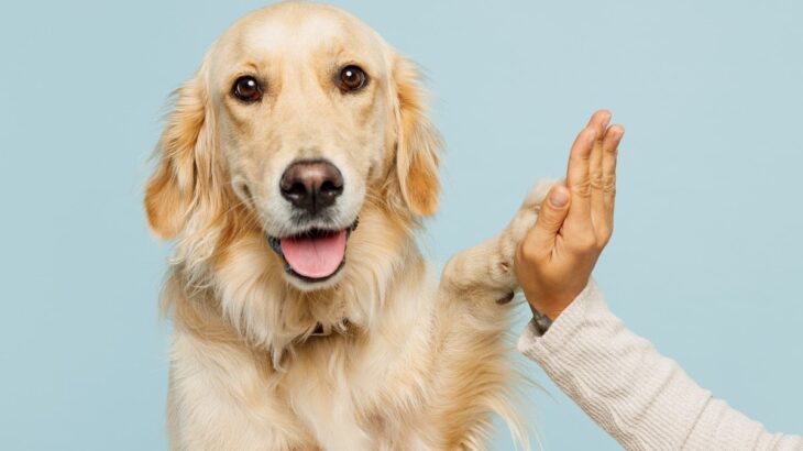 犬を初めて迎える前に確認しておくべき『ワンコとの相性チェックポイント』7つの項目(ブログ)