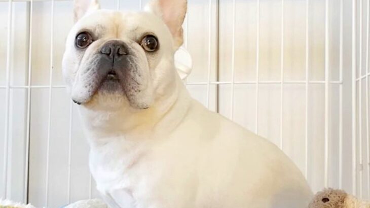 朝のお買い物の前に『犬のケージ閉め忘れドッキリ』をしてみた結果…想定外な『まさかの光景』が泣けると11万再生「健気すぎ」「涙出た」と感動(ブログ)