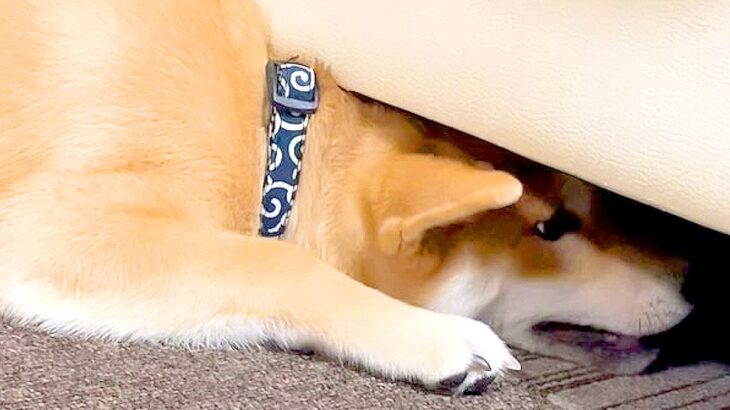 『ついこの間まで入れたのに…』ソファの下に潜りこんでいた犬が成長した結果…『頭隠して尻隠さずな姿』が111万再生「つっかえてて可愛いｗ」(ブログ)