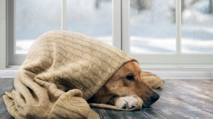 犬も『冷え性』になることがあるの？不調を訴えているサインや予防法まで(ブログ)