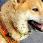 『やってしまった！』散歩をしていたら、犬が…飼い主にも起こった『まさかの悲劇』が206万再生「こりゃ大変」「写真でも叫んだｗ」共感の声も(ブログ)