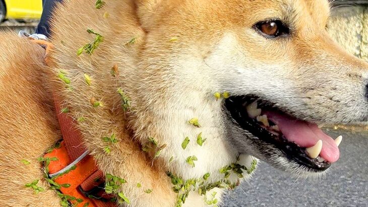 『やってしまった！』散歩をしていたら、犬が…飼い主にも起こった『まさかの悲劇』が206万再生「こりゃ大変」「写真でも叫んだｗ」共感の声も(ブログ)