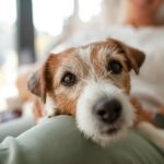 犬からみた『家族』ってどのような存在？　愛犬が抱いている飼い主への印象とは(ブログ)
