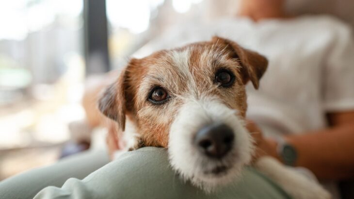 犬からみた『家族』ってどのような存在？　愛犬が抱いている飼い主への印象とは(ブログ)