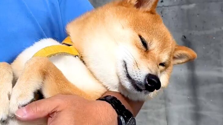 お出かけの途中で抱っこされた犬が…ここぞとばかりに見せた『まさかの仕草』が10万再生「薄目開けてて草」「人間の子どもと一緒ｗ」と大絶賛(ブログ)
