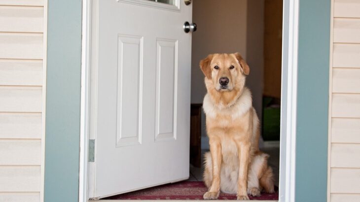 犬の境界線トレーニングとは　愛犬にもたらすその効果や方法、コツに至るまで解説(ブログ)