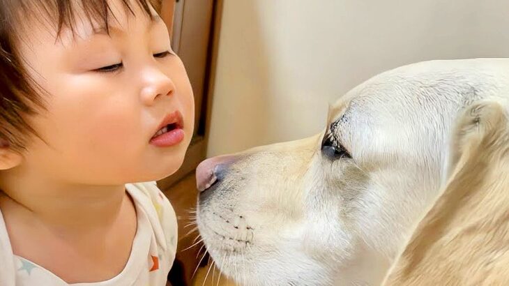 1歳の女の子が『大型犬とちゅー』するために取った行動…まさかの作戦と『想定外のオチ』が28万再生「どっちも可愛すぎる」「最後笑ったｗ」(ブログ)