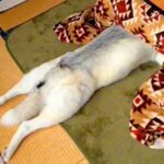 ハスキー犬が『日本に染まった』結果…衝撃的な『もうシベリアには帰れない姿』が172万表示「進化かな？ｗ」「コタツスキーで草」と大爆笑(ブログ)
