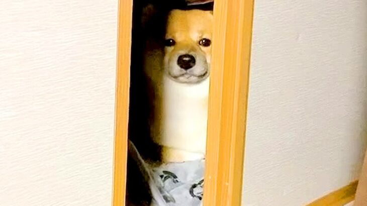 カミナリが鳴り響いたら、部屋にいた犬が…とてつもなく可愛い『まさかの避難姿』が503万再生「無の顔で草」「置物になってるｗ」と大絶賛(ブログ)