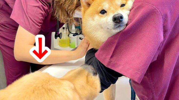 『病院で注射を打った犬』が泣き叫んでしまったら、そばにいた大型犬が…とんでもなく尊い『まさかの光景』が28万再生「感動」「優しすぎる」(ブログ)
