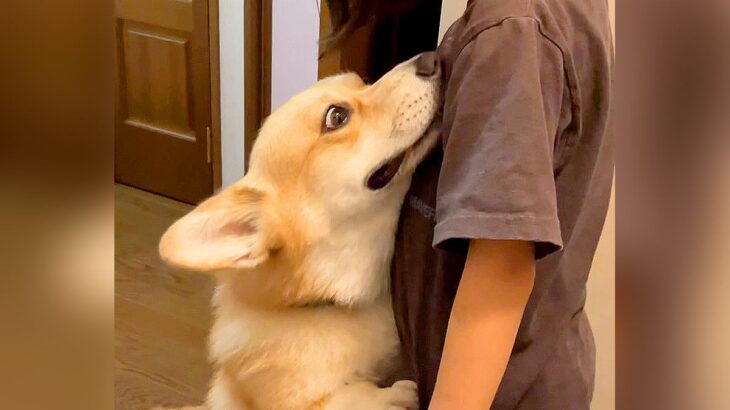 女の子が『よその犬』と遊んで帰宅したら、愛犬が…想像以上の『浮気チェック』が必死すぎると255万再生「目ガン開きで草」「結構厳しいｗ」(ブログ)