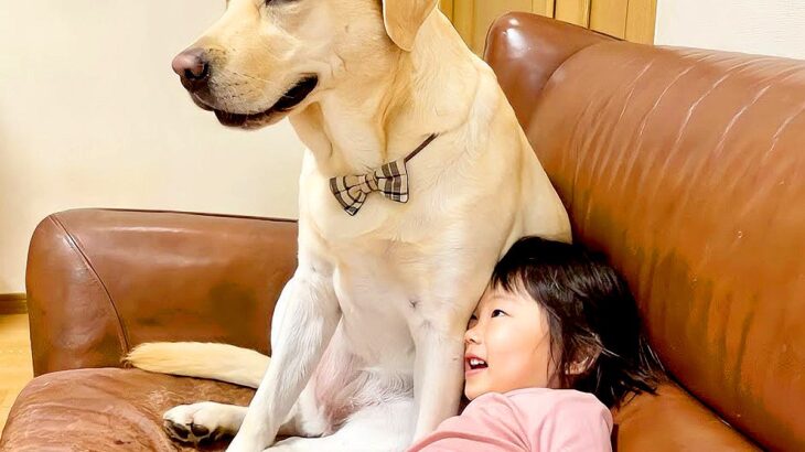 2歳の女の子が『大型犬と対等に遊べるようになった』結果…激しすぎる『じゃれあう姿』が47万再生「お転婆娘だらけで草」「お疲れ様ですｗ」(ブログ)