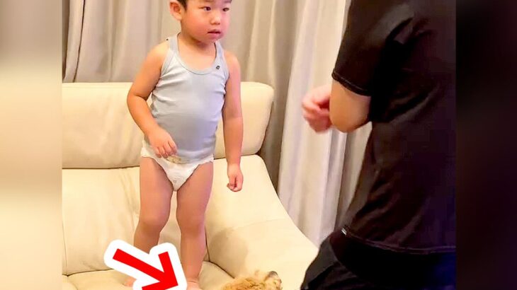 息子に殴られたのでパンチし返そうとしたら、犬たちが…素敵すぎる『まさかの行動』が430万再生「頼もしすぎ」「兄弟愛半端ない」と大絶賛(ブログ)
