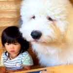 2歳の女の子が『超大型犬と一緒に育った』結果…まさかの『完全に従えてしまう光景』が5万再生「可愛すぎる」「永遠にみてたいコント」と絶賛(ブログ)