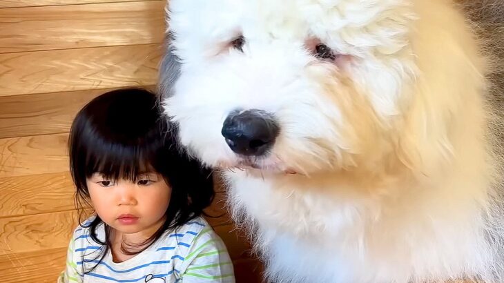 2歳の女の子が『超大型犬と一緒に育った』結果…まさかの『完全に従えてしまう光景』が5万再生「可愛すぎる」「永遠にみてたいコント」と絶賛(ブログ)
