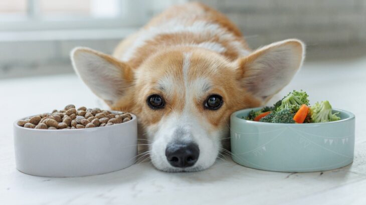 犬と一緒の食べ物を楽しみたい！注意点や楽しむポイントを現役獣医師が解説(ブログ)