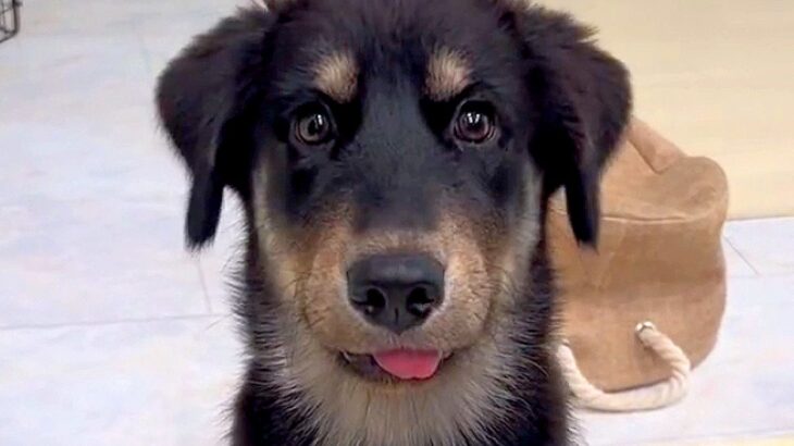 子犬の前で『飼い主が遠吠えした』結果…衝撃的すぎる『鳴き声』が484万再生「そっちかーいｗ」「下手くそすぎて草」「ドラムロール爆笑」(ブログ)