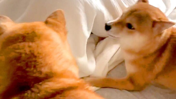 『内緒で帰宅してお布団に隠れるドッキリ』を犬に仕掛けた結果…尊すぎる『発見した時の反応』が87万再生「凄い探されっぷりｗ」「たまらん…」(ブログ)