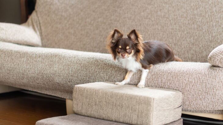 放っておくと危険な『犬の行動』5選　事故や怪我の原因となる可能性も…(ブログ)