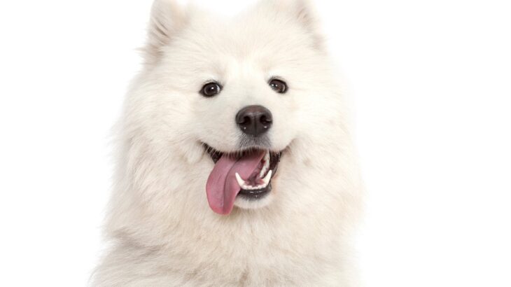 犬の『口元』に表れる6つの気持ちとは　愛犬から読み取れる心理を徹底解説(ブログ)