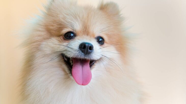 犬の『QOL』ってなに？　愛犬の幸福度を高めるために飼い主ができる7つのこととは(ブログ)