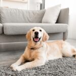 愛犬と室内で暮らすためにできる６つのケガ対策とは　見落としがちな事故の危険性から予防法まで(ブログ)