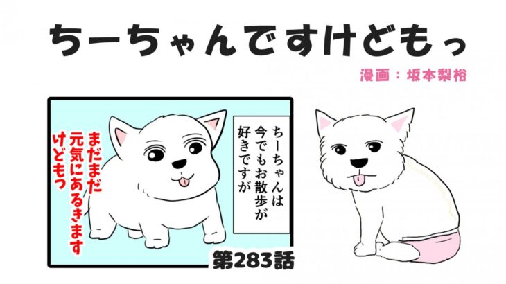 ちーちゃんですけどもっ【第283話】「シニア犬のお散歩のススメ①」(ブログ)