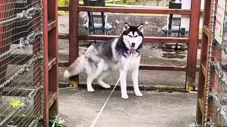 吊り橋を渡ろうとしたら、イカつい大型犬が…まさか過ぎる『衝撃的な光景』22万再生「子犬のつもりで草」「さすがに赤ちゃんすぎｗ」と絶賛(ブログ)