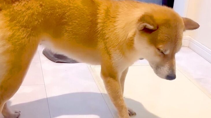 海で大はしゃぎした後、お風呂に入ったら犬が…想像以上の『尊すぎる姿』に悶絶の声「うとうとしちゃうの可愛いすぎる…」「眠さの限界ｗ」(ブログ)