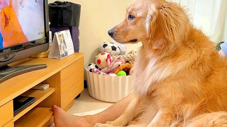 テレビに映る赤ちゃんが号泣したら、大型犬が…まさかの『ベビーベッドまで確認にいく光景』が68万再生「感受性が豊かすぎる」「まるで人間」(ブログ)