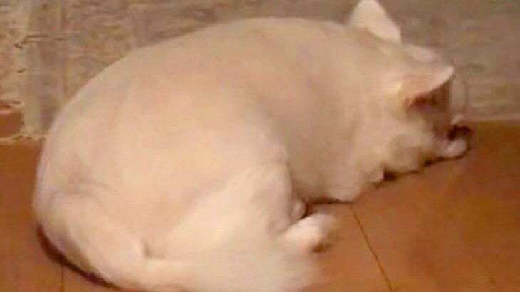 ママと子どもが実家に帰省してしまったら、犬が…想像以上に『元気がない光景』が泣けると51万再生「わかりやすいｗ」「犬ってホント感情豊か」(ブログ)