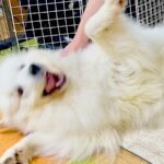 『絶対にお風呂に入りたくない超大型犬』が…見たこともないくらいの『超絶拒否』が可愛すぎると話題「ハードな駄々っ子ｗ」「寝技するの草」(ブログ)