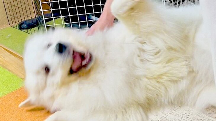 『絶対にお風呂に入りたくない超大型犬』が…見たこともないくらいの『超絶拒否』が可愛すぎると話題「ハードな駄々っ子ｗ」「寝技するの草」(ブログ)