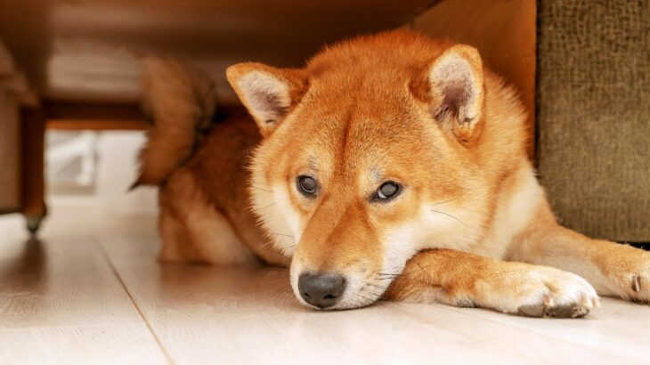 知らぬ間に『犬にストレス』を与えていませんか？「犬の問題行動」原因と対策方法【ドッグトレーナーが解説】(ブログ)