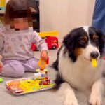 3歳女の子の『ハンバーガー屋さんごっこ』に超大型犬が付き合わされた結果…想定外な『まさかの配役』が449万表示「ポテトｗｗ」「プロ子守」(ブログ)