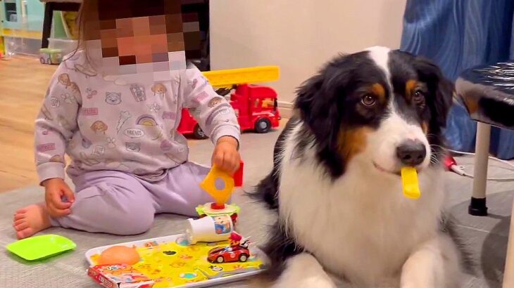 3歳女の子の『ハンバーガー屋さんごっこ』に超大型犬が付き合わされた結果…想定外な『まさかの配役』が449万表示「ポテトｗｗ」「プロ子守」(ブログ)