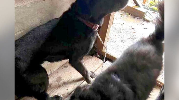 83歳の男性が入院、外に繋がれた2匹の犬が置き去りに…散歩も行ったことがない過去と『保護後の結末』に涙腺崩壊「よく頑張った」「感謝」(ブログ)