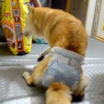 立つのもやっとだった『16歳の老犬』が…力を振り絞って向かった『まさかの場所』に涙が止まらないと3万再生「号泣」「絶対に幸せだった」(ブログ)