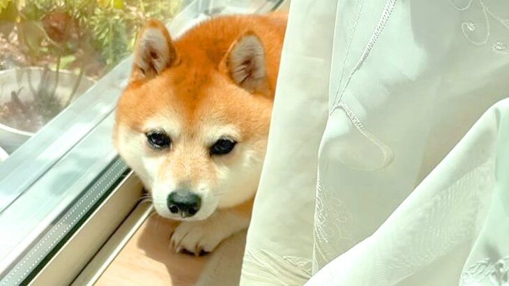 暑い日にわざわざカーテンの裏に移動する犬…ある日気付いた『まさかの理由』が健気すぎると話題に「胸キュン」「優しい思いやり」と絶賛の声(ブログ)