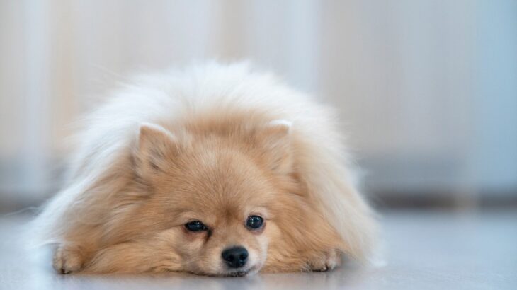 愛犬のお留守番中、床暖房は点けたままでいい？　起こりうるリスクと知っておくべき対策法とは(ブログ)
